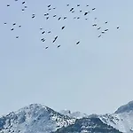 Alpine Rosy *