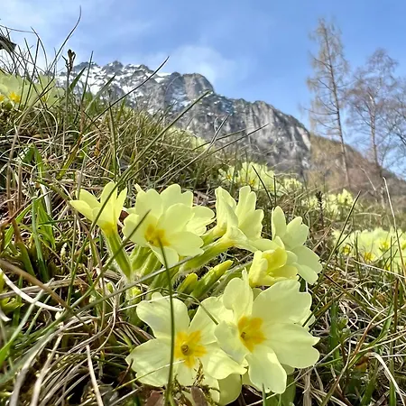 Alpine Rosy